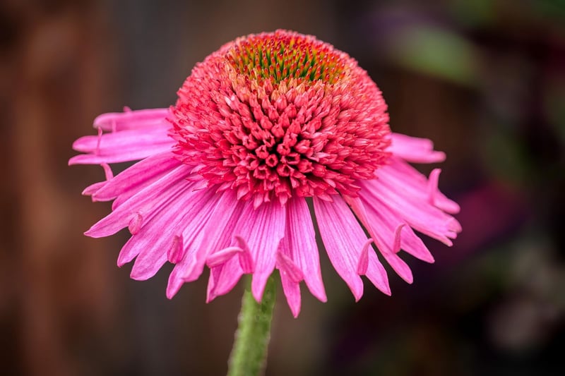 Echinacea Herb