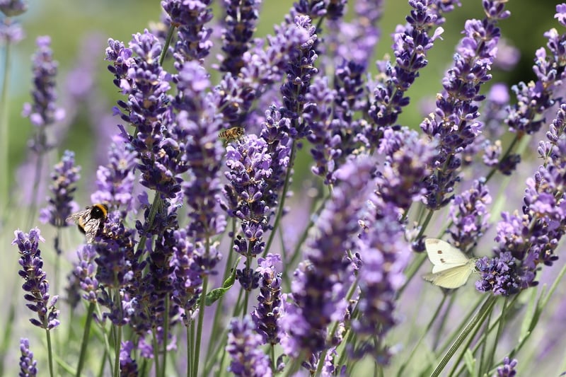 Lavender Flowers