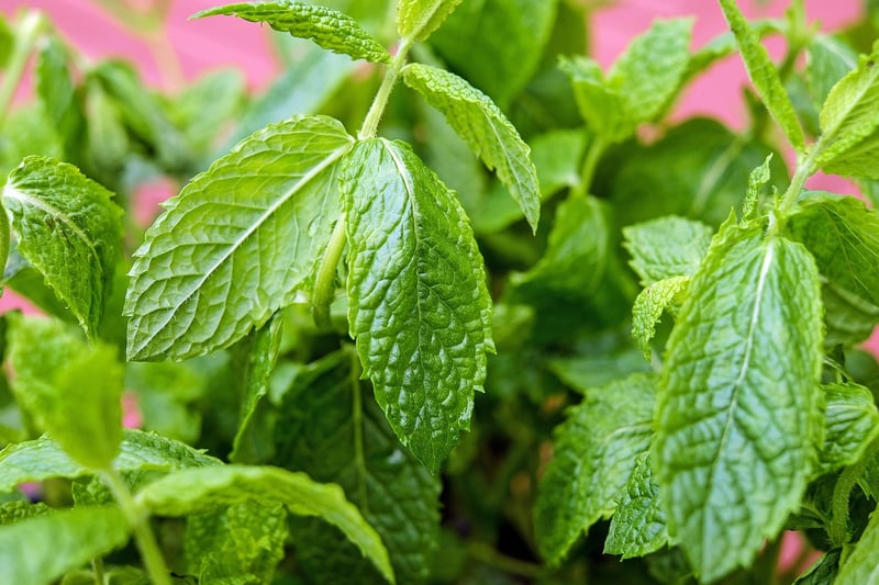 Peppermint Leaves